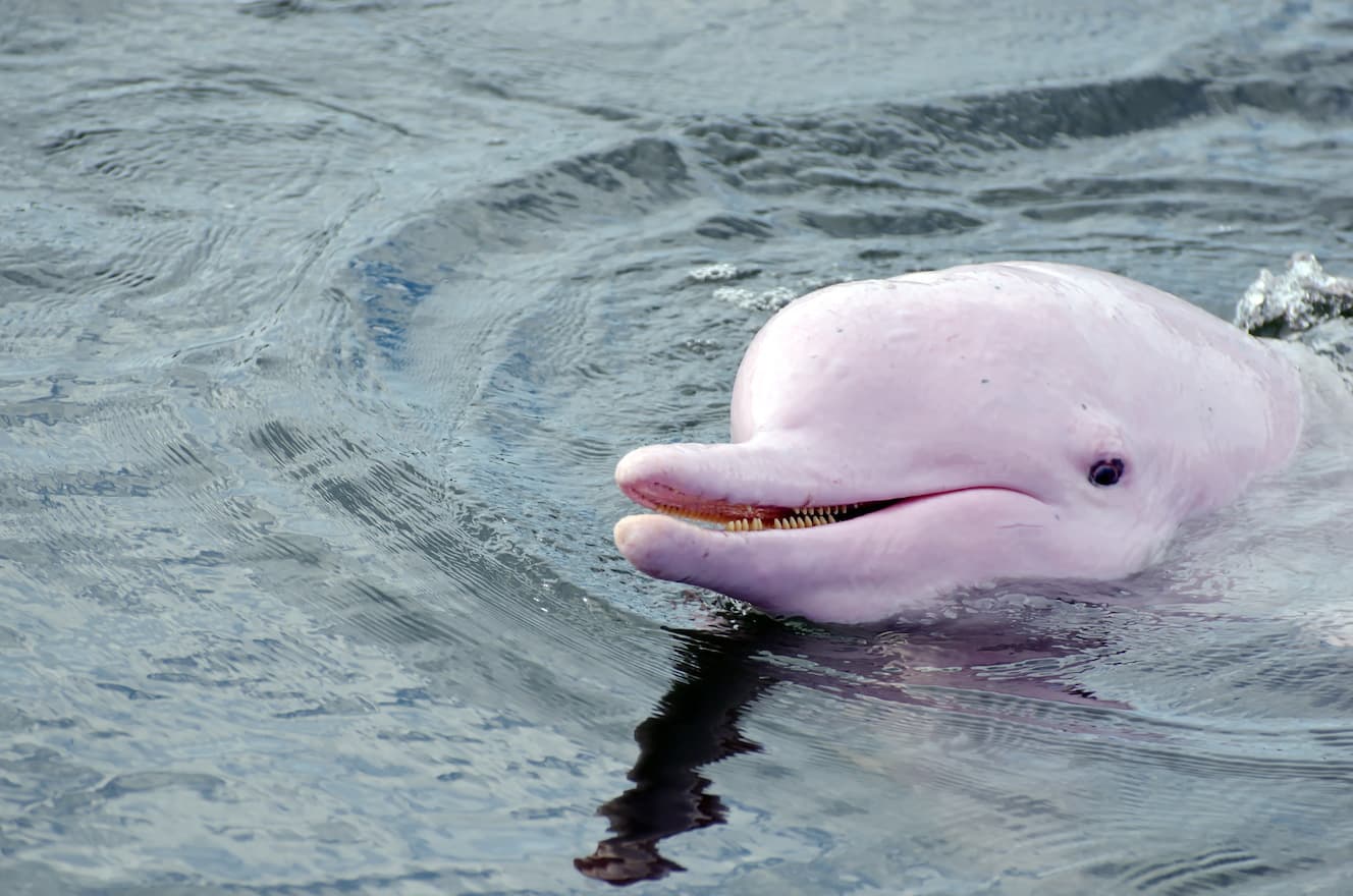 Sightseeing Pink Dolphin